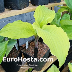 Hosta Sabrina