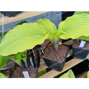 Hosta Sabrina