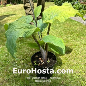 Hosta Sabrina