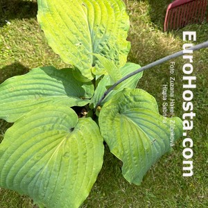 Hosta Sabrina