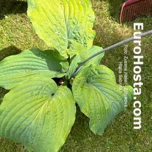 Hosta Sabrina