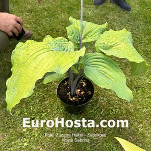 Hosta Sabrina