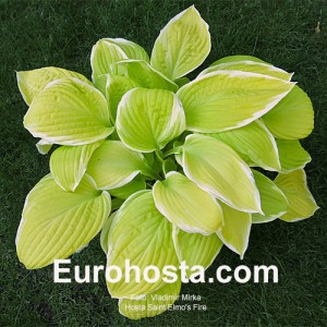 Hosta Saint Elmo's Fire