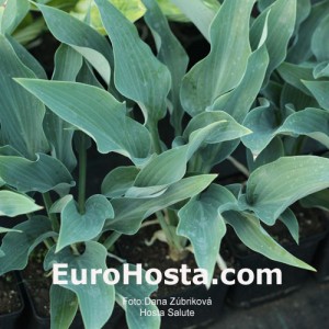 Hosta Salute - Eurohosta