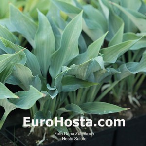 Hosta Salute - Eurohosta