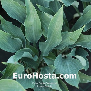 Hosta Salute - Eurohosta