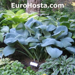 Hosta Sapphire Pillows