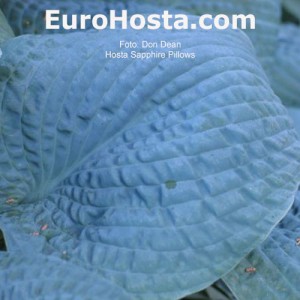 Hosta Sapphire Pillows