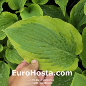 Hosta Satisfaction - Eurohosta