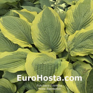 Hosta Satisfaction - Eurohosta