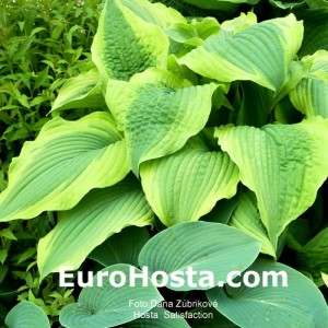 Hosta Satisfaction - Eurohosta