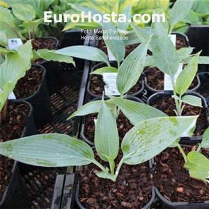 Hosta Scheherazade