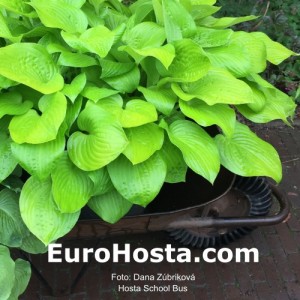 Hosta School Bus