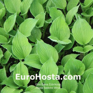 Hosta Second Wind - Eurohosta