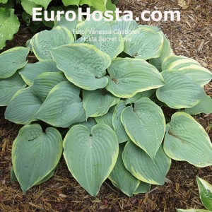 Hosta Secret Love