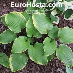 Hosta Secret Treasure