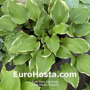 Hosta Secret Treasure