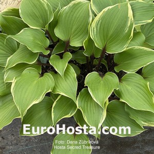 Hosta Secret Treasure