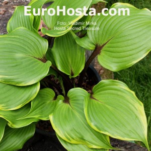 Hosta Secret Treasure