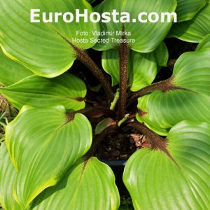 Hosta Secret Treasure