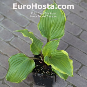 Hosta Secret Treasure