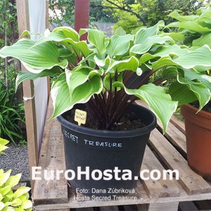 Hosta Secret Treasure