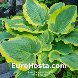 Hosta Seducer - Eurohosta