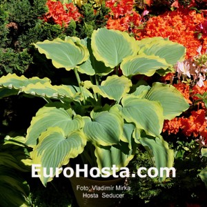 Hosta Seducer - Eurohosta