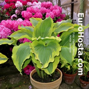 Hosta Seducer - Eurohosta