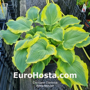 Hosta Seducer - Eurohosta