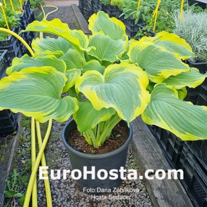 Hosta Seducer - Eurohosta