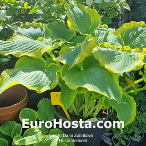 Hosta Seducer - Eurohosta