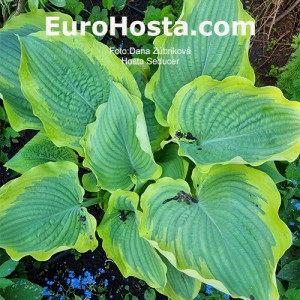 Hosta Seducer - Eurohosta