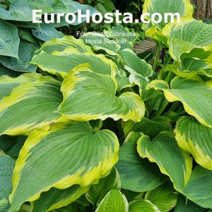 Hosta Seducer - Eurohosta