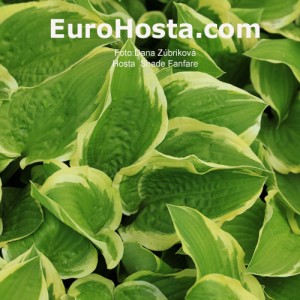 Hosta Shade Fanfare - Eurohosta