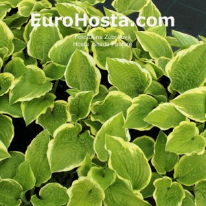 Hosta Shade Fanfare - Eurohosta