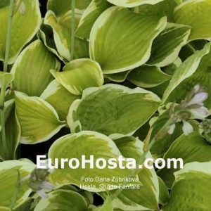 Hosta Shade Fanfare - Eurohosta