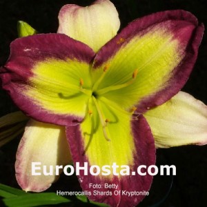 Hemerocallis Shards Of Kryptonite