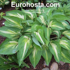 Hosta Sharp Dressed Man