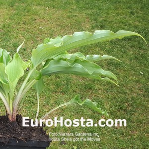 Hosta She’s got the Moves