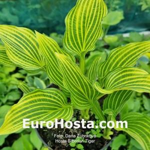 Hosta Siberian Tiger