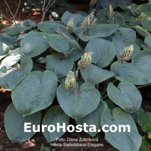 Hosta Sieboldiana Elegans