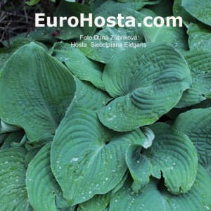 Hosta Sieboldiana Elegans - Eurohosta