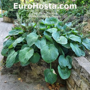 Hosta Sieboldiana Elegans