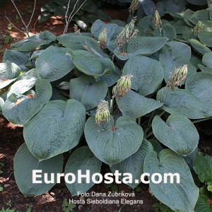 Hosta Sieboldiana Elegans