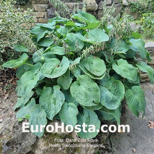 Hosta Sieboldiana Elegans