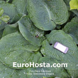 Hosta Sieboldiana Elegans - Eurohosta