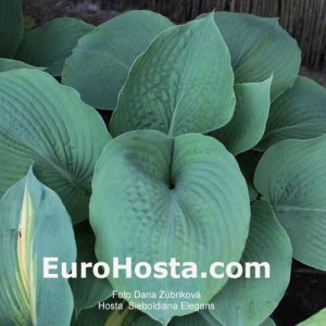 Hosta Sieboldiana Elegans - Eurohosta