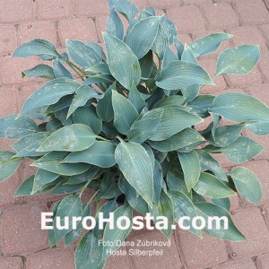 Hosta Silberpfeil