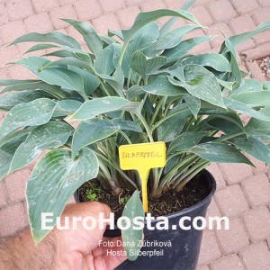 Hosta Silberpfeil